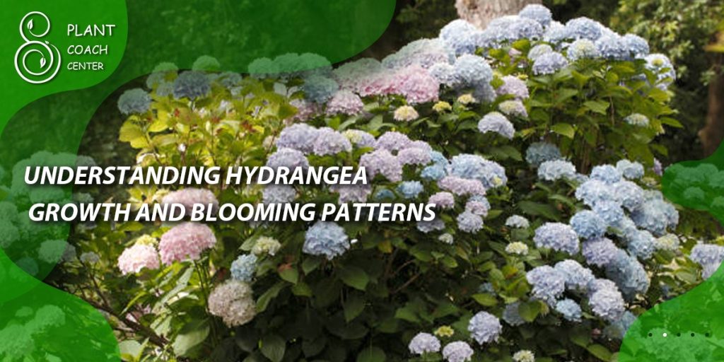 Understanding Hydrangea Growth and Blooming Patterns