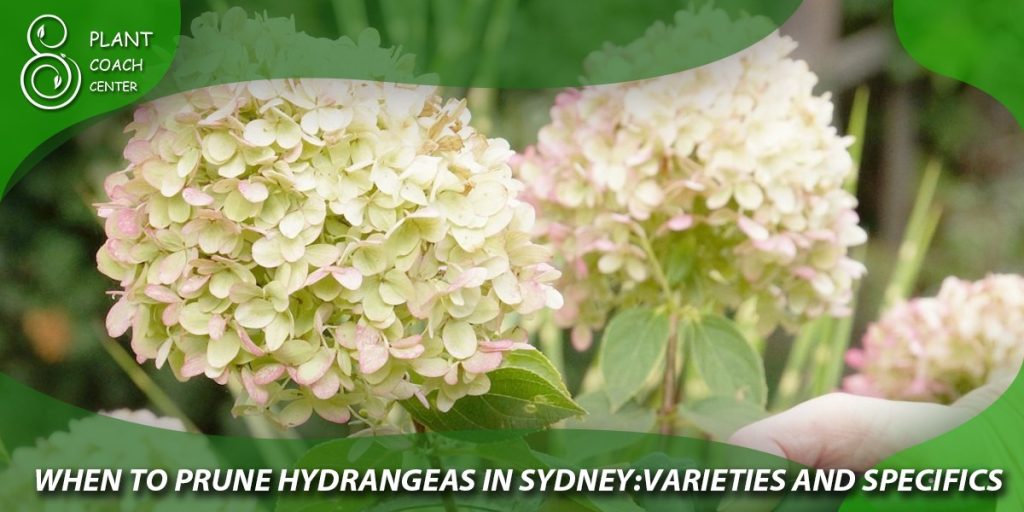 When to Prune Hydrangeas in Sydney: Varieties and Specifics