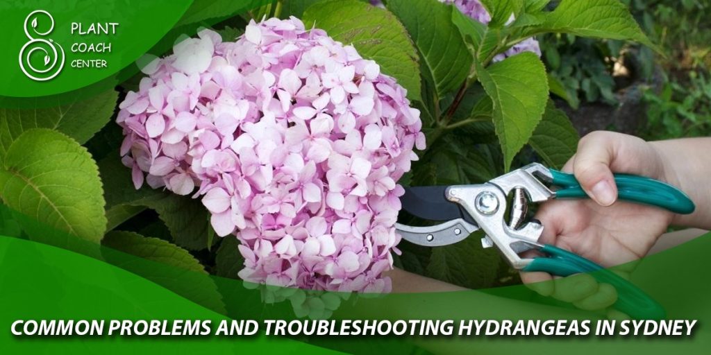 Common Problems and Troubleshooting Hydrangeas in Sydney