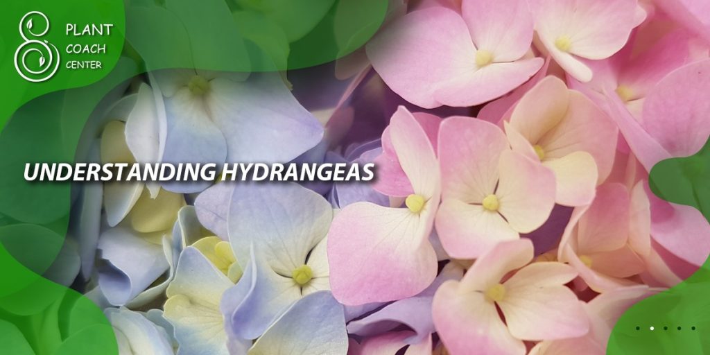 Understanding Hydrangeas