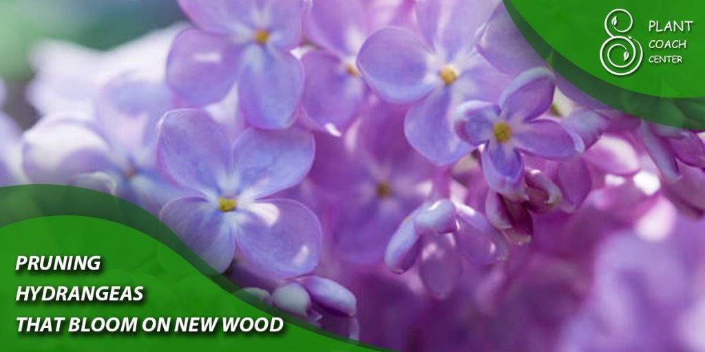 Pruning Hydrangeas that Bloom on New Wood