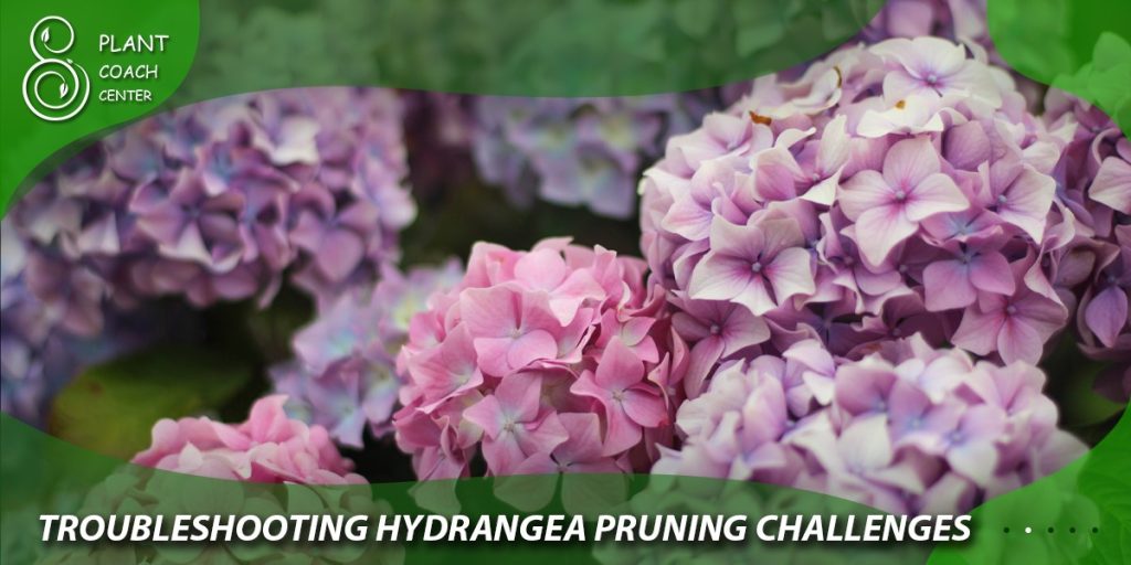 Troubleshooting Hydrangea Pruning Challenges
