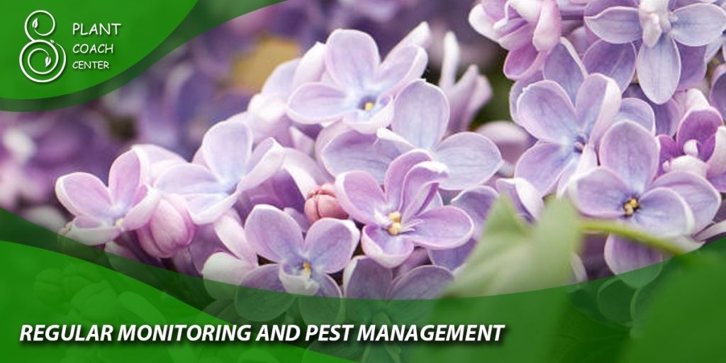 Regular Monitoring and Pest Management