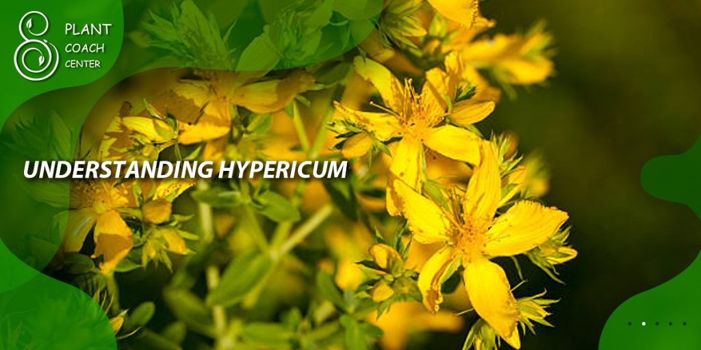 Understanding Hypericum