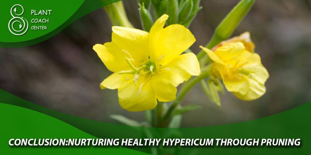 Conclusion: Nurturing Healthy Hypericum through Pruning