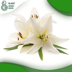 When to Prune Lilies