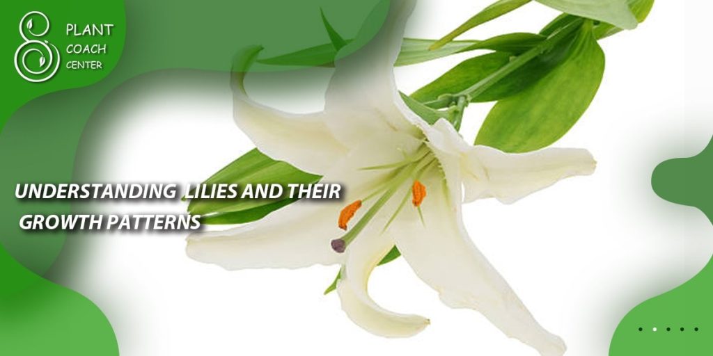 Understanding Lilies and Their Growth Patterns