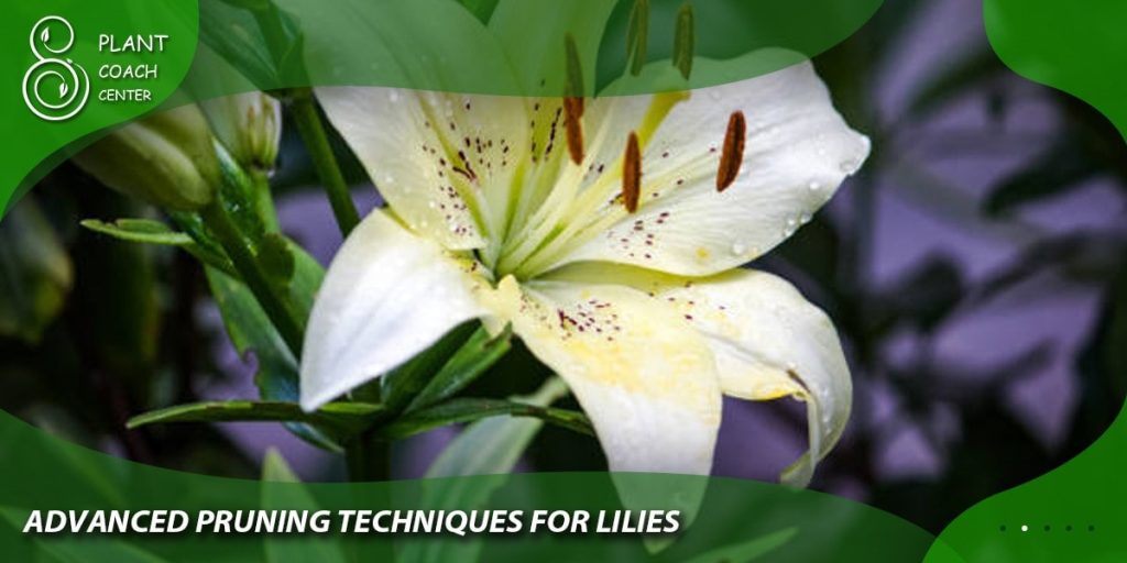 Advanced Pruning Techniques for Lilies