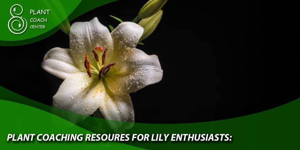 Plant Coaching Resources for Lily Enthusiasts