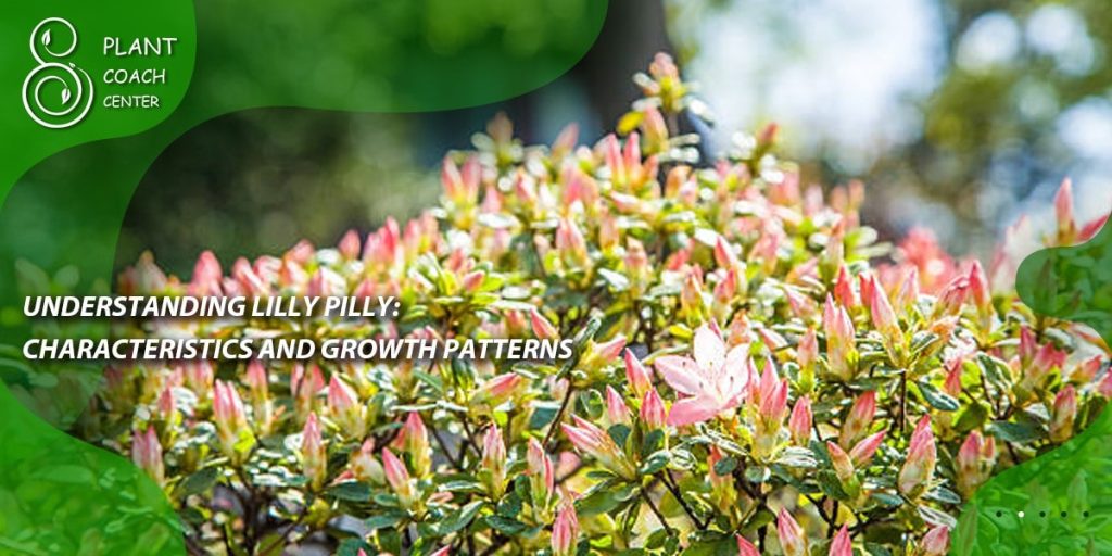 Understanding Lilly Pilly: Characteristics and Growth Patterns