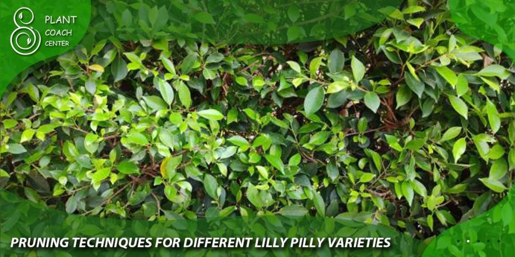 Pruning Techniques for Different Lilly Pilly Varieties