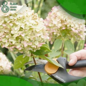 When to Prune Limelight Hydrangea