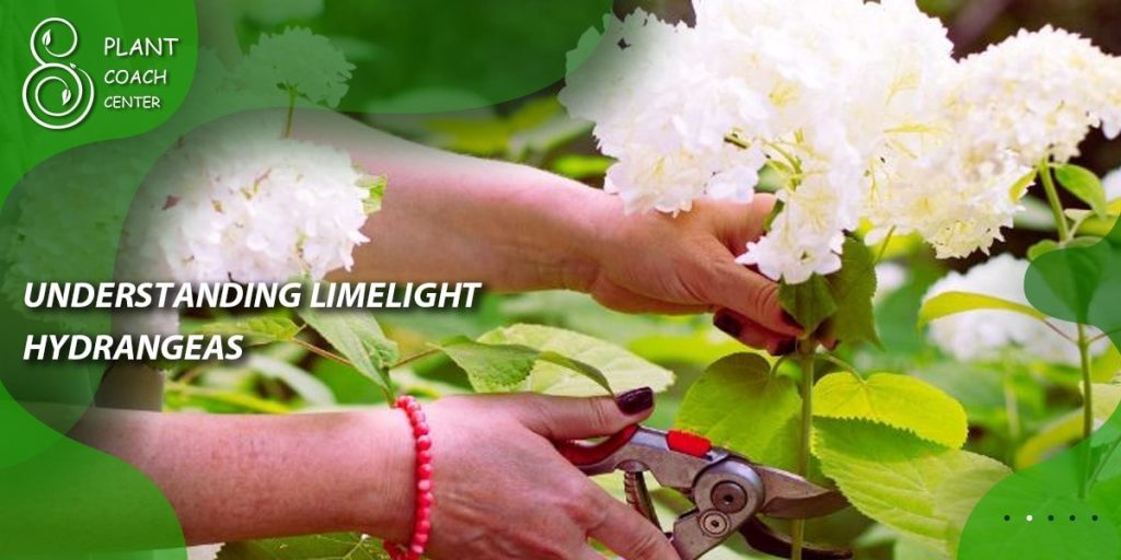 Understanding Limelight Hydrangeas