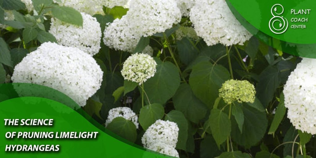 The Science of Pruning Limelight Hydrangeas