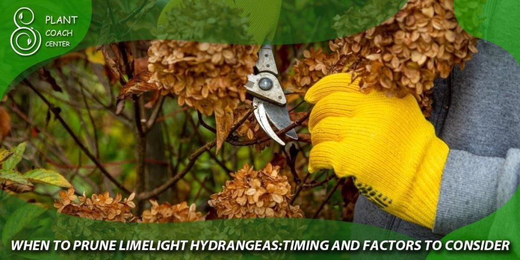 When to Prune Limelight Hydrangeas: Timing and Factors to Consider