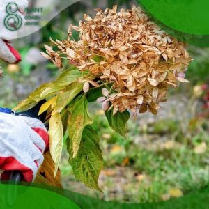 When to Prune Little Lime Hydrangea