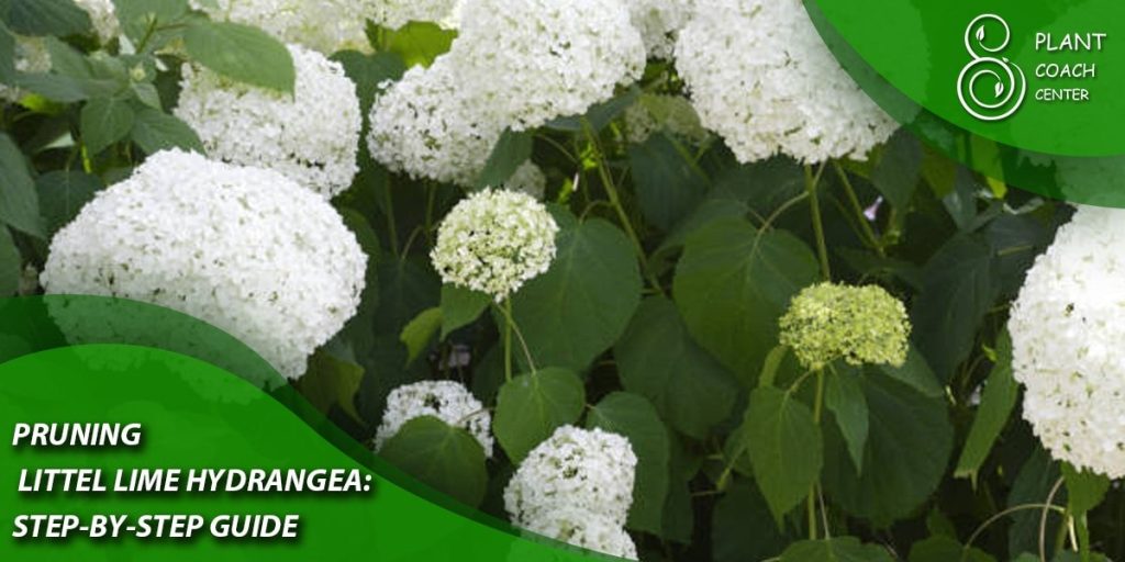 Pruning Little Lime Hydrangea: Step-by-Step Guide