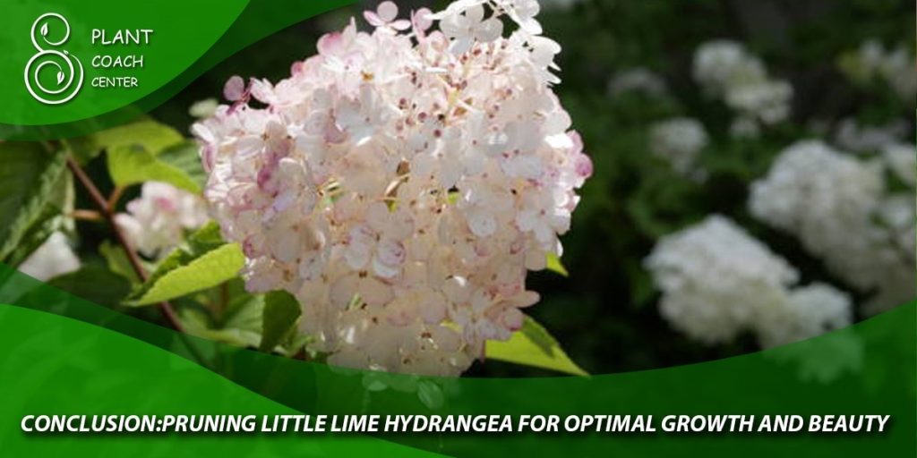 Conclusion: Pruning Little Lime Hydrangea for Optimal Growth and Beauty