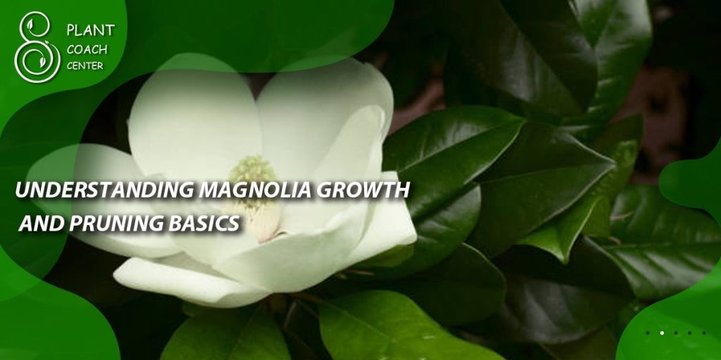 Understanding Magnolia Growth and Pruning Basics