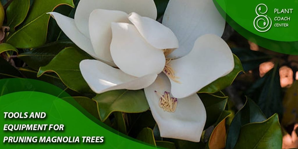 Tools and Equipment for Pruning Magnolia Trees