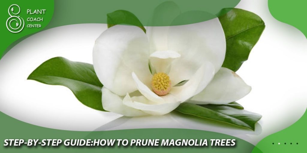 Step-by-Step Guide: How to Prune Magnolia Trees