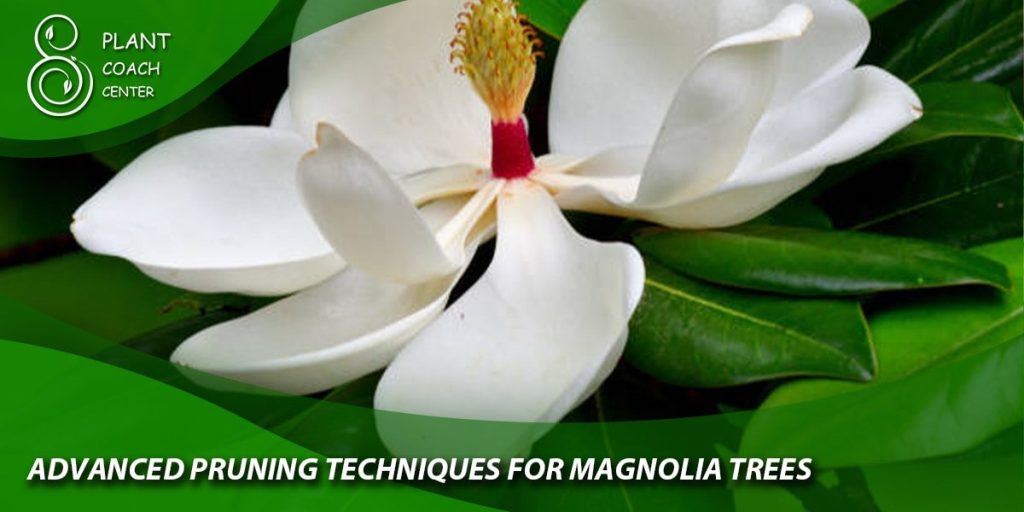 Advanced Pruning Techniques for Magnolia Trees