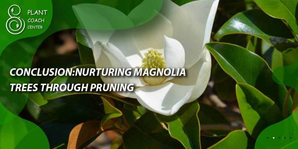 Conclusion: Nurturing Magnolia Trees Through Pruning