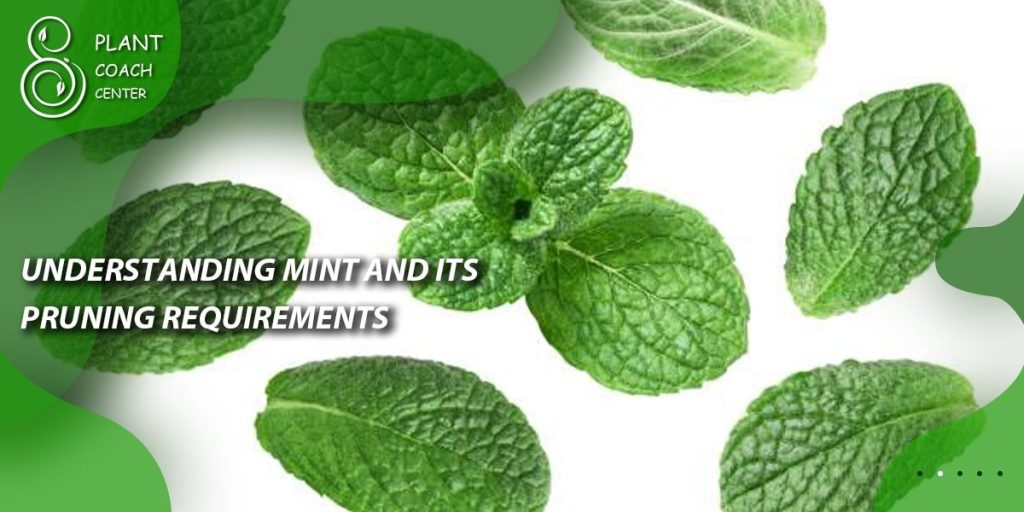 Understanding Mint and its Pruning Requirements