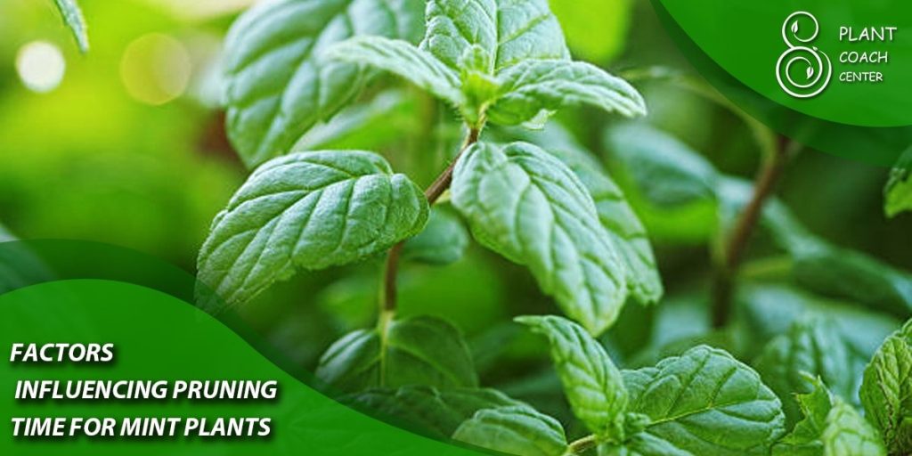 The Science behind Pruning: Physiology of Mint Plants
