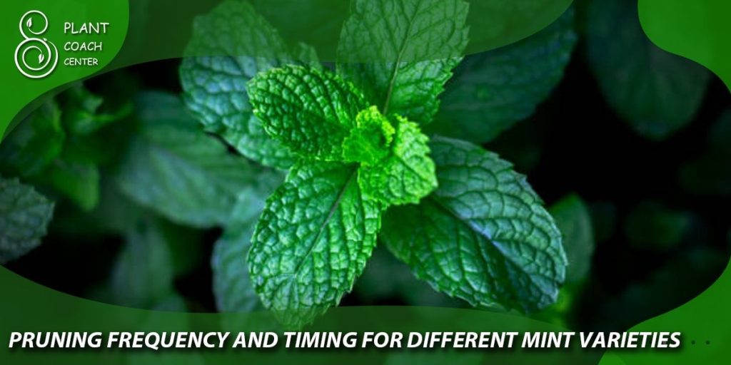 Pruning Frequency and Timing for Different Mint Varieties