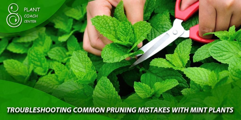 Troubleshooting Common Pruning Mistakes with Mint Plants