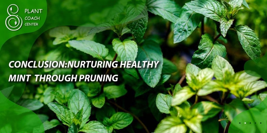 Conclusion: Nurturing Healthy Mint through Pruning