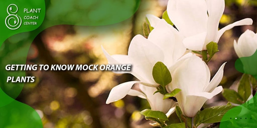 Getting to Know Mock Orange Plants
