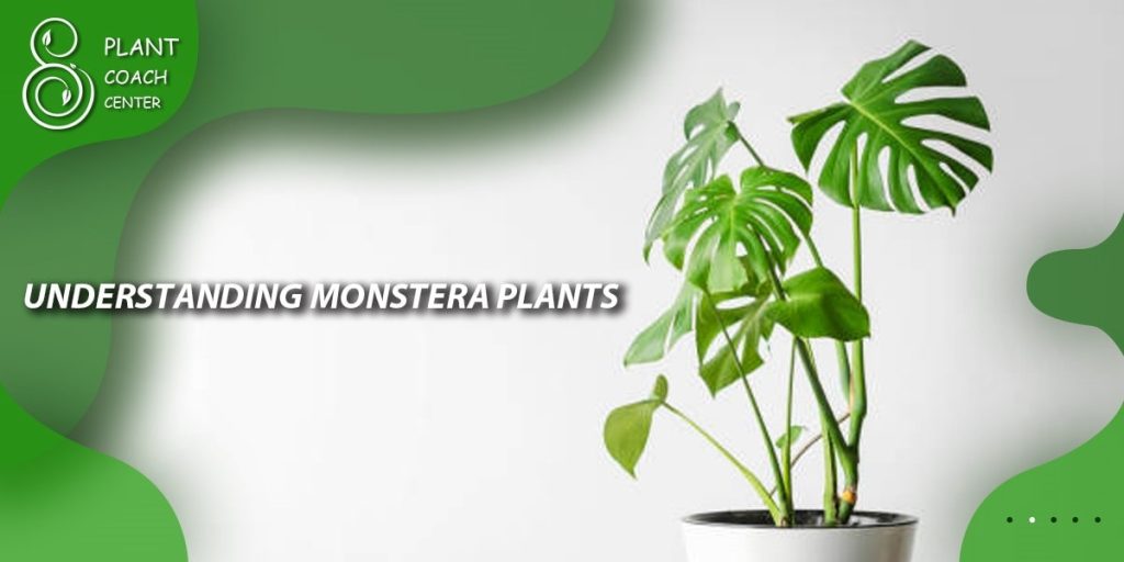 Understanding Monstera Plants