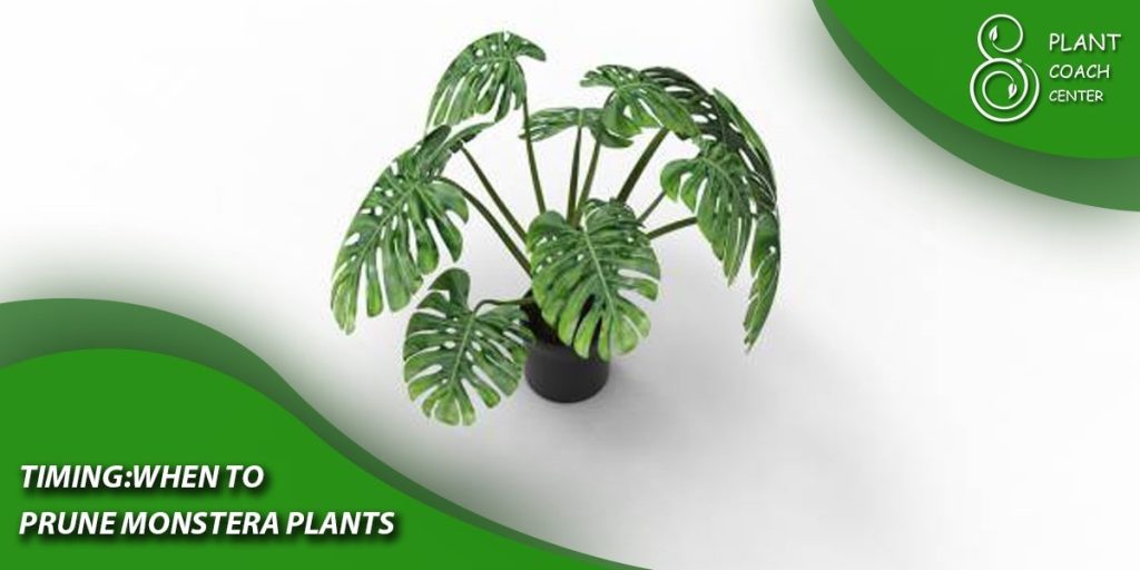 Timing: When to Prune Monstera Plants