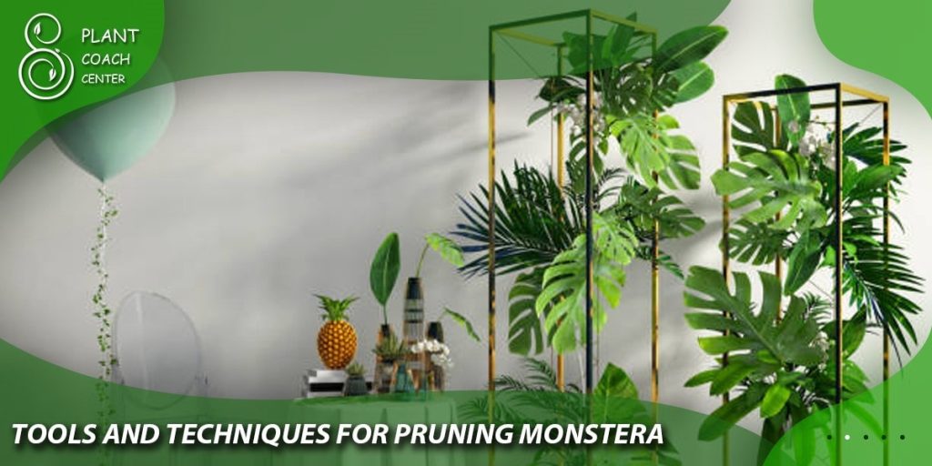 Tools and Techniques for Pruning Monstera