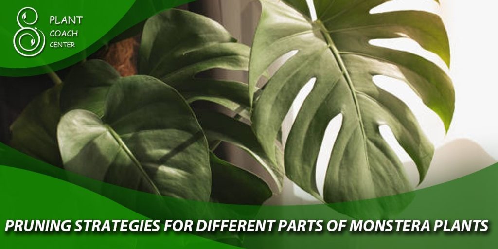 Pruning Strategies for Different Parts of Monstera Plants