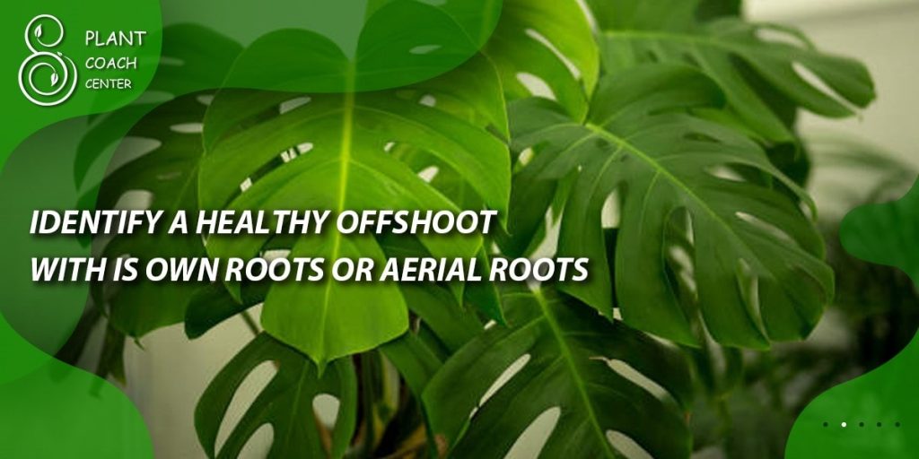 Identify a healthy offshoot with its own roots or aerial roots