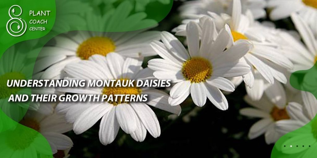 Understanding Montauk Daisies and Their Growth Patterns