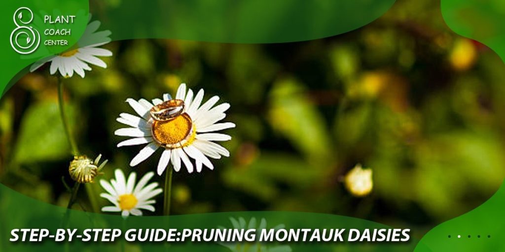  Step-by-Step Guide: Pruning Montauk Daisies