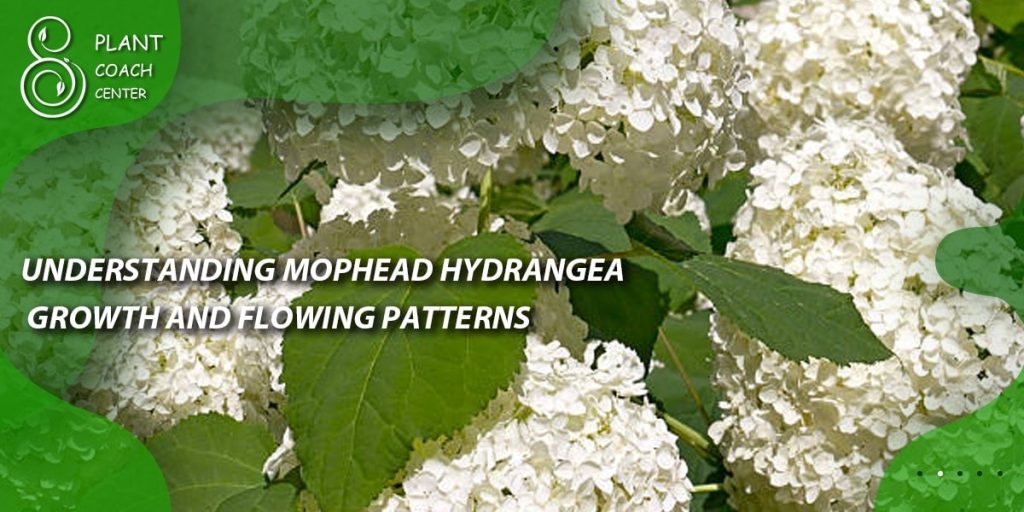 Understanding Mophead Hydrangea Growth and Flowering Patterns