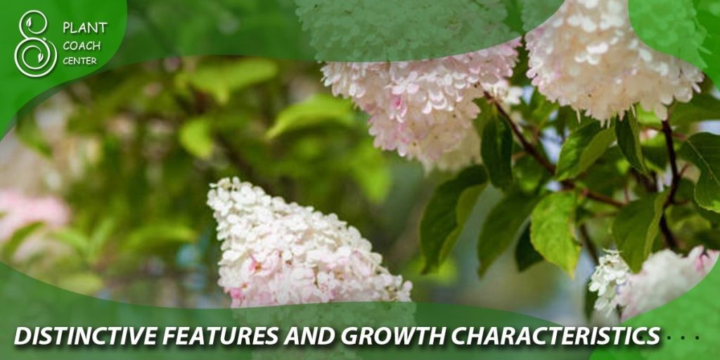 Distinctive Features and Growth Characteristics