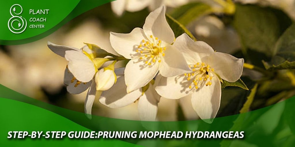 Step-by-Step Guide: Pruning Mophead Hydrangeas
