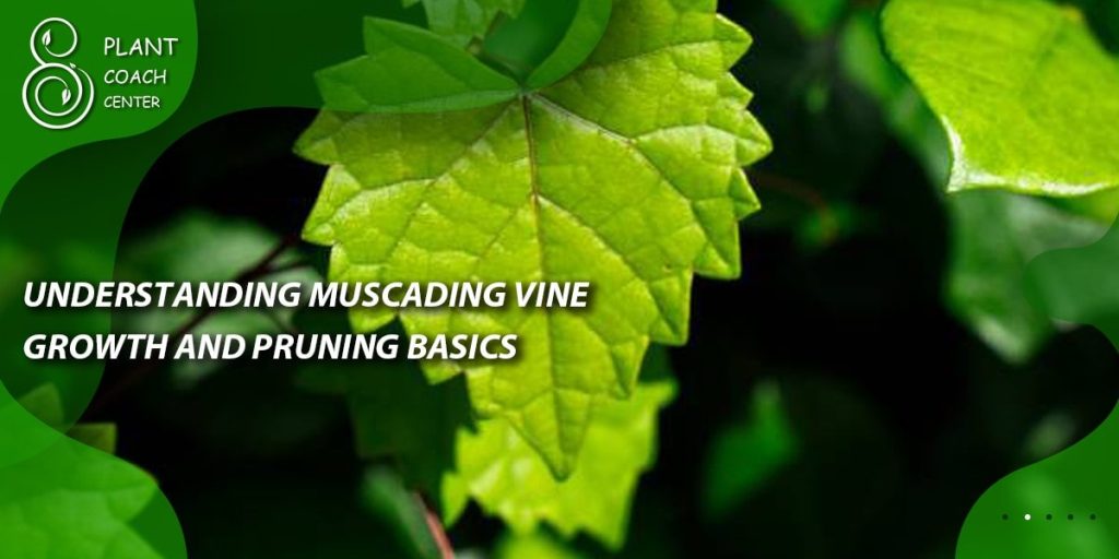 Understanding Muscadine Vine Growth and Pruning Basics