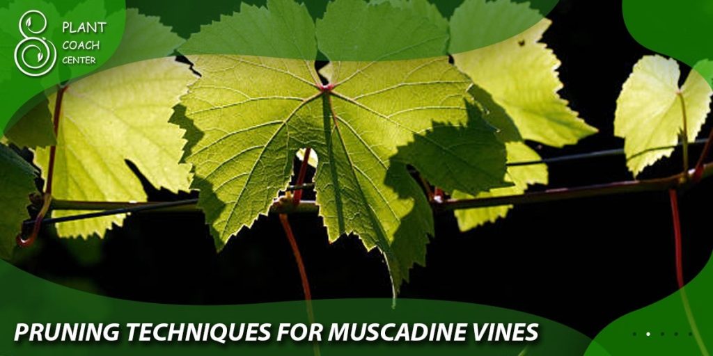 Pruning Techniques for Muscadine Vines