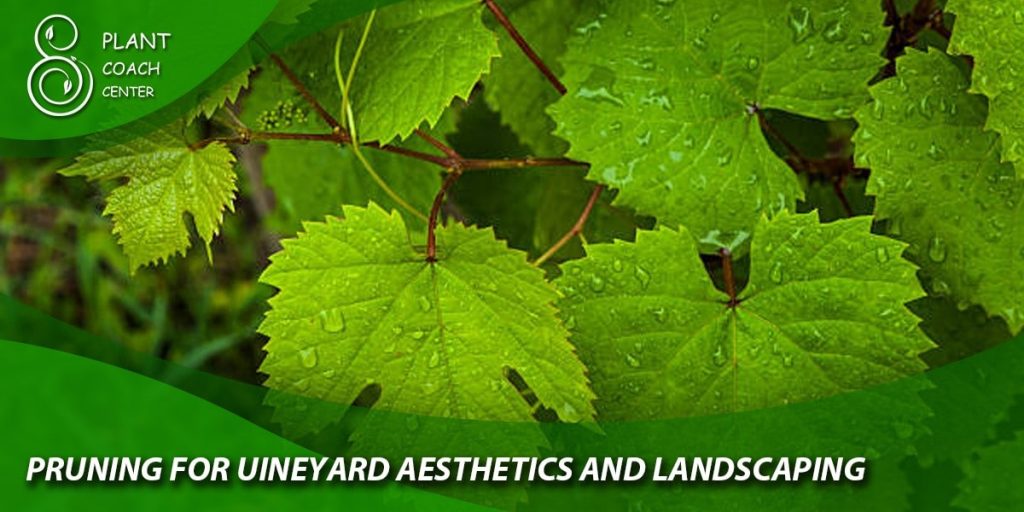 Pruning for Vineyard Aesthetics and Landscaping