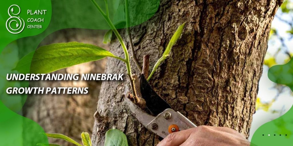 Understanding Ninebark Growth Patterns