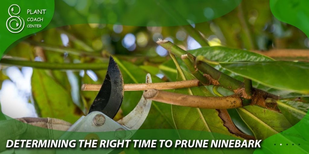 Determining the Right Time to Prune Ninebark