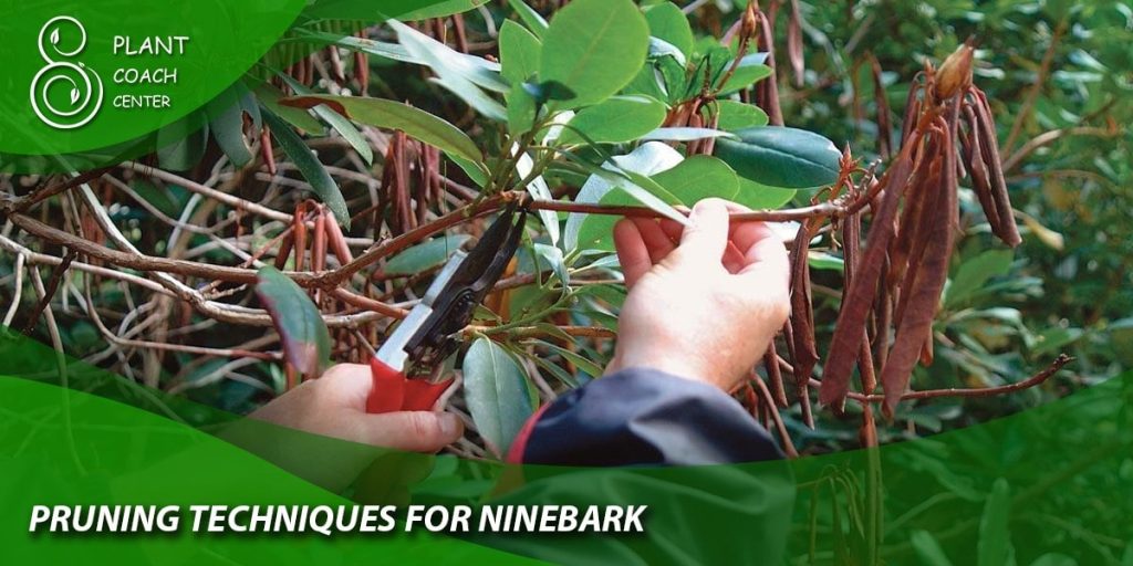 Pruning Techniques for Ninebark