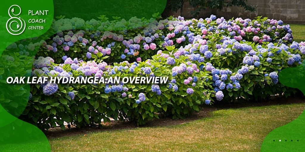 Oak Leaf Hydrangea: An Overview